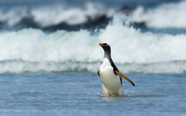 Gentoo Penguen fırtına sularında kıyıya geliyor