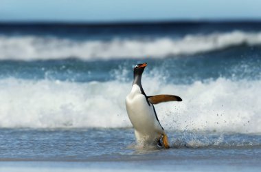 Gentoo Penguen fırtına sularında kıyıya geliyor