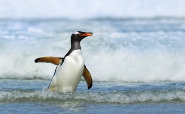 Gentoo Penguen fırtına sularında kıyıya geliyor