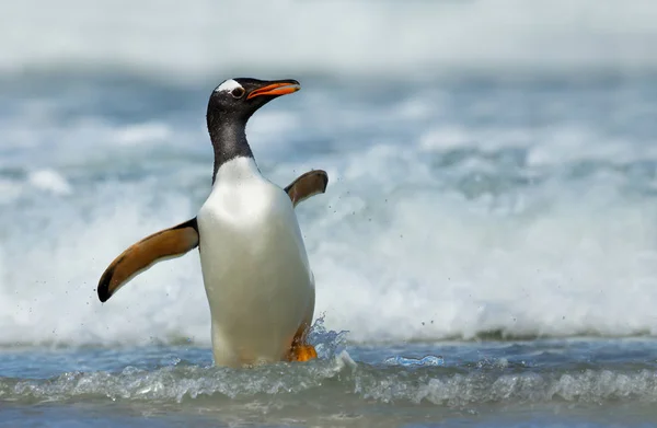 Pingouin de Gentoo débarquant des eaux orageuses — Photo