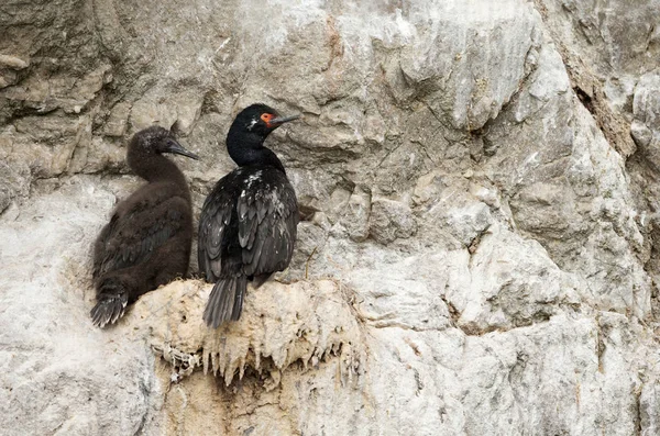 Rock shags aninhando nas bordas de penhascos íngremes, nus e rochosos — Fotografia de Stock