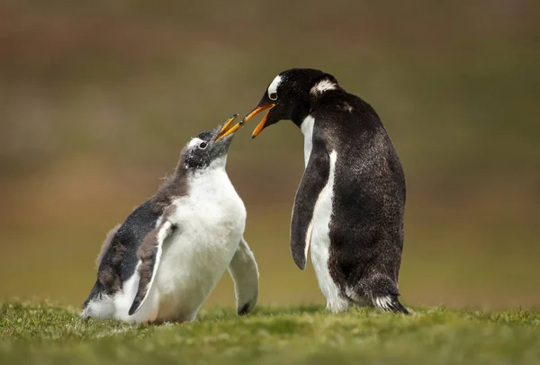 Close up of a Gentoo penguin chick asking for food — Stock Photo, Image