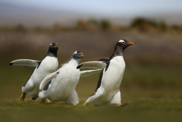 Gentoo penguin chicks chasing their parent for food
