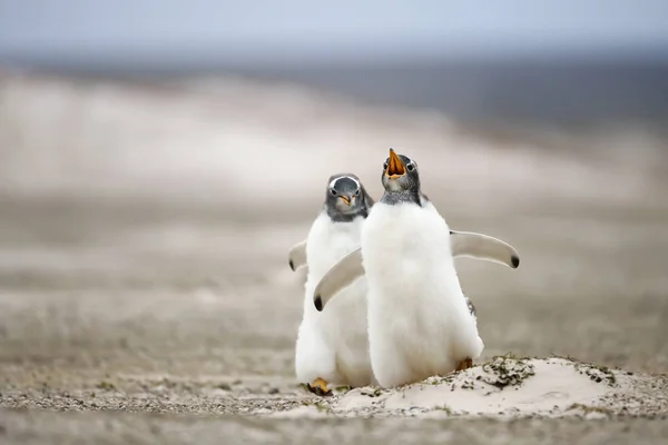 Dois jovens pinguins Gentoo perseguindo uns aos outros — Fotografia de Stock