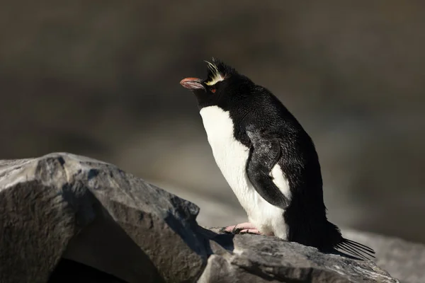 Южный пингвин-рокхоппер сидит на камне — стоковое фото