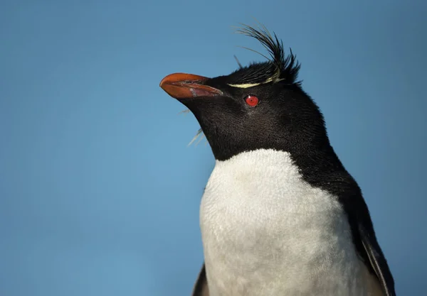 Ritratto di pinguino rockhopper meridionale — Foto Stock