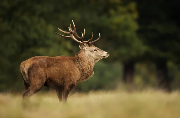 草原に立つ赤鹿スタッグのクローズアップ — ストック写真