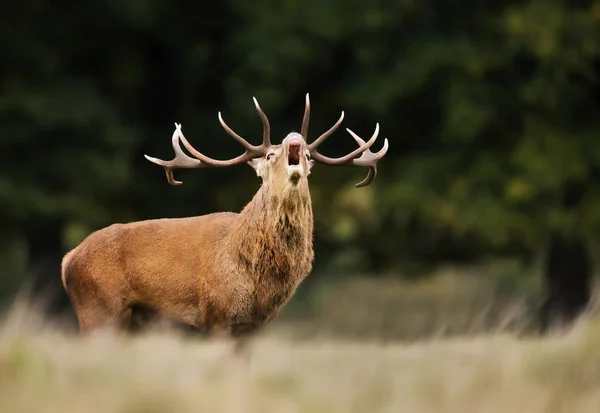 Cerf rouge appelant pendant la saison d'ornières en automne — Photo