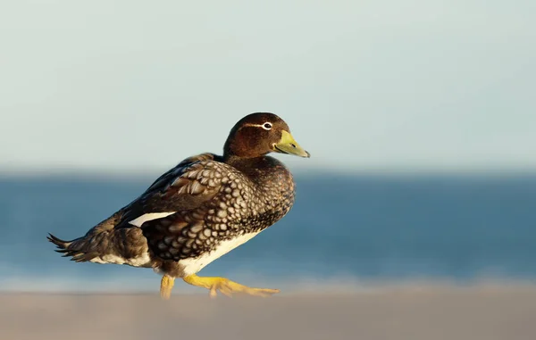 Falklandského parní kachna chůze po pobřeží oceánu — Stock fotografie