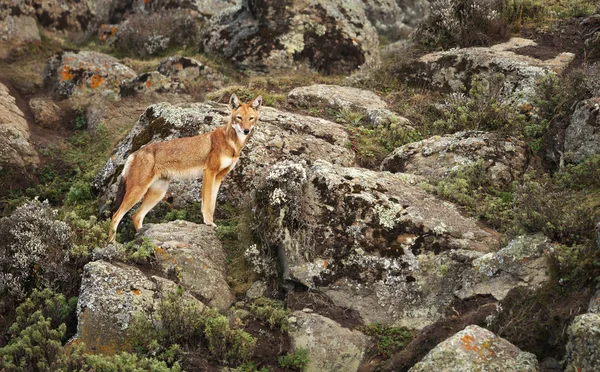 Lobo etíope raro e ameaçado no seu ambiente natural — Fotografia de Stock