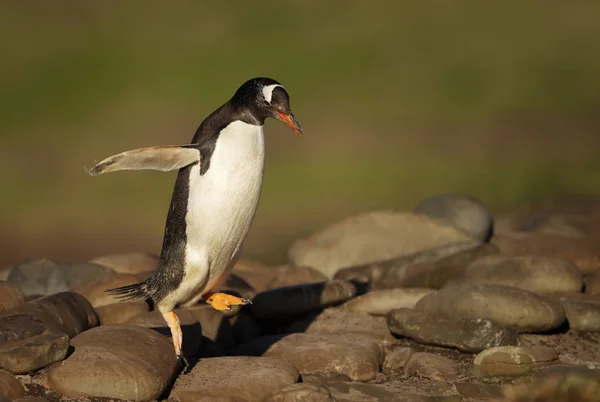 岩に飛び乗るゲントゥーペンギン — ストック写真