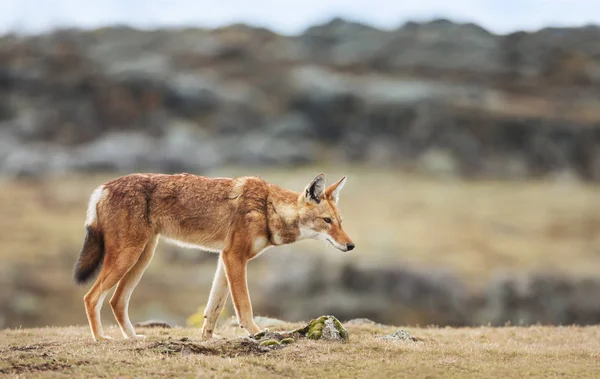 Lobo etíope raro y en peligro de extinción que cruza las montañas Bale, Ethi —  Fotos de Stock