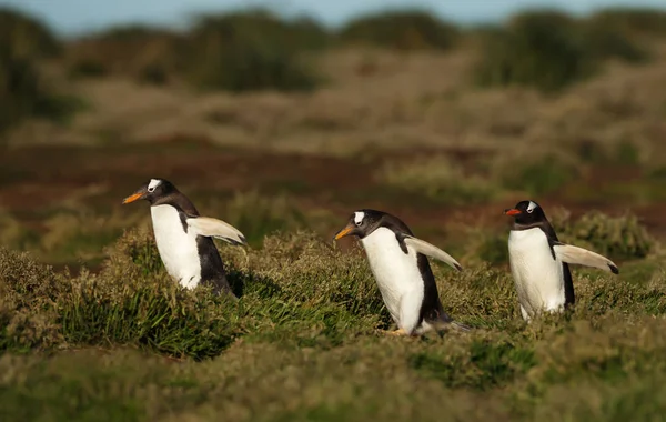 Skupina Gentoo tučňáků chůze po trávě — Stock fotografie