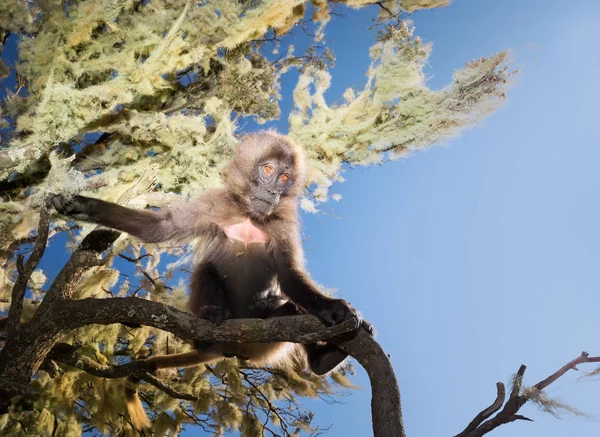 Gelada macaco bebê sentado em uma árvore — Fotografia de Stock
