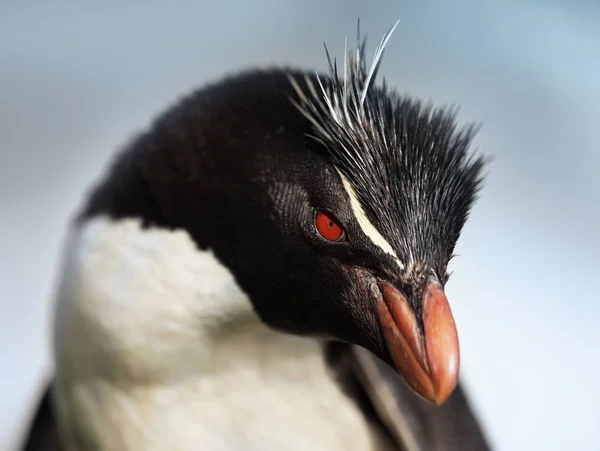 Närbild av en sydlig Rockhopper pingvin mot blå himmel — Stockfoto