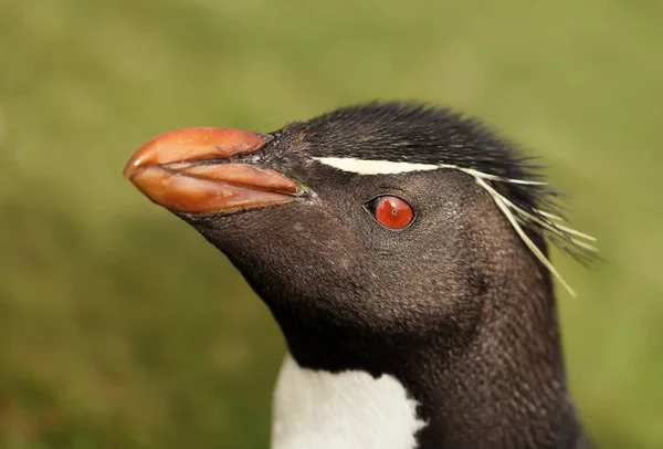 Primo piano di un pinguino rockhopper meridionale — Foto Stock