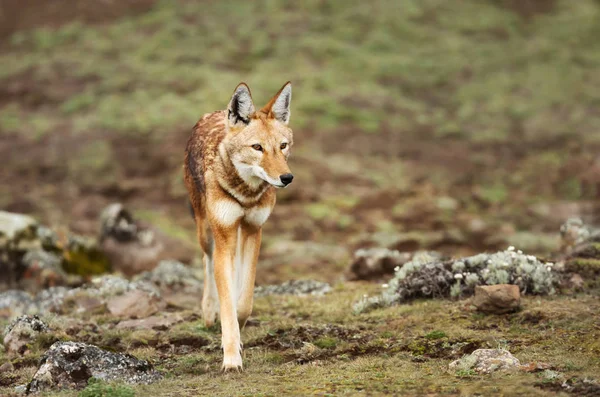 Seltener und gefährdeter äthiopischer Wolf überquert Ballenberge, — Stockfoto