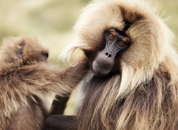 Close up de grooming Macacos Gelada — Fotografia de Stock