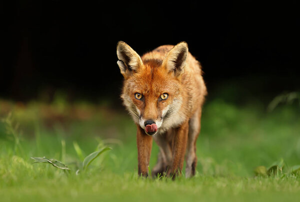 Close up of a red fox in a meadow, UK.