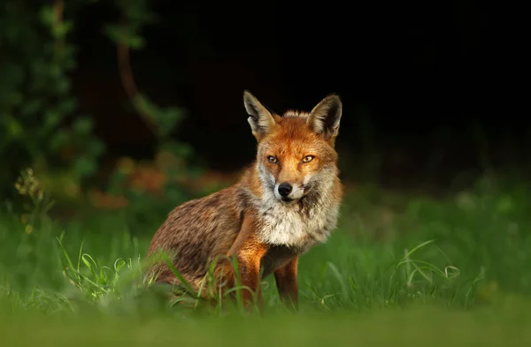 Κοντινό κομμάτι μιας κόκκινης αλεπούς σε ένα λιβάδι — Φωτογραφία Αρχείου