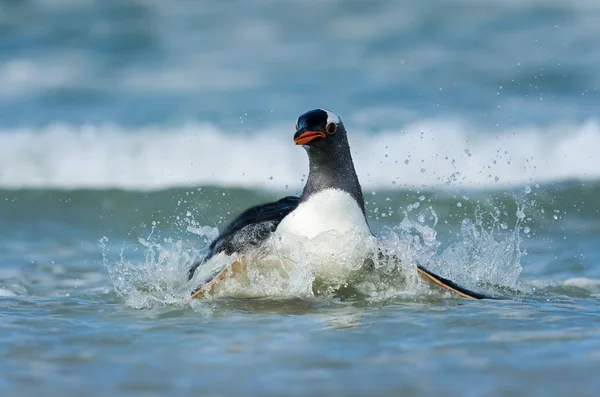 Avvicinamento di un pinguino Gentoo — Foto Stock