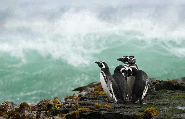 Ομάδα πιγκουίνων της Magellανικής που στέκονται σε μια όχθη και βλέποντας — Φωτογραφία Αρχείου