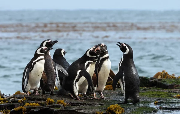 Grupo de pinguins de Magalhães em pé em uma costa — Fotografia de Stock