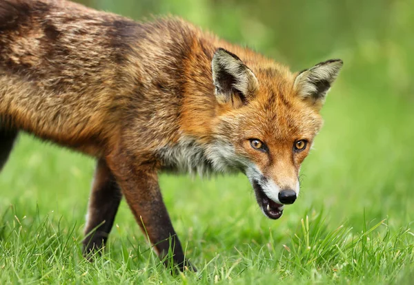 Primer plano de un zorro rojo sobre la hierba en verano —  Fotos de Stock