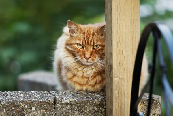 Gato de gengibre deitado em uma cerca de concreto — Fotografia de Stock