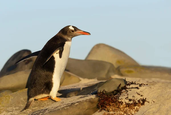 Gentoo пінгвін ходьба на скелі — стокове фото