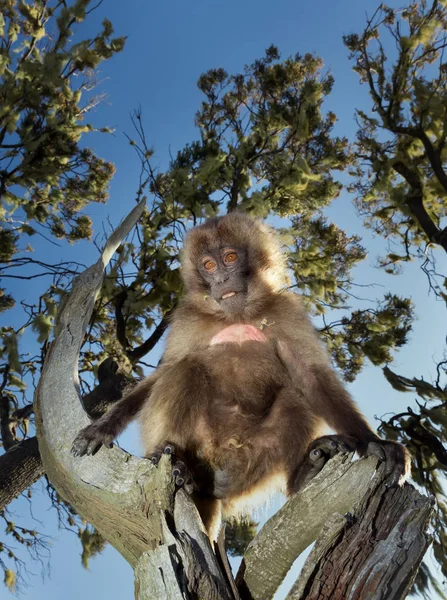 Close up de um bebê Macaco Gelada sentado em uma árvore — Fotografia de Stock