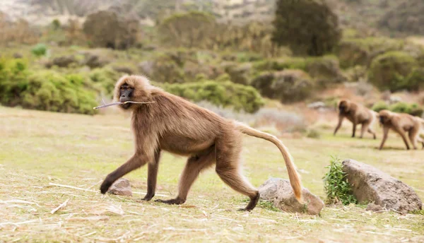 Close up de uma fêmea macaco Gelada, Etiópia — Fotografia de Stock