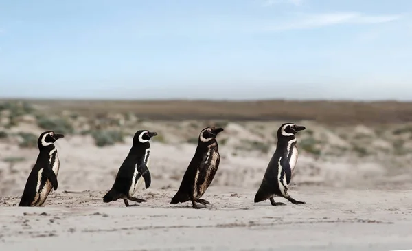 Ομάδα των Μαγελανικών πιγκουίνων κατευθύνονται προς τη θάλασσα για ψάρεμα — Φωτογραφία Αρχείου