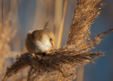 Sulak alanlarda sazla beslenen sakallı bira