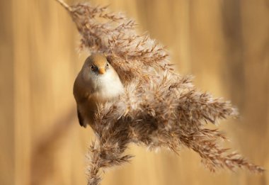 Sulak alanlarda sazla beslenen sakallı bira