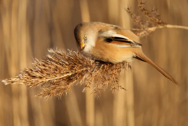 Bearded tit feeding on reeds in wetlands — Stock Photo, Image