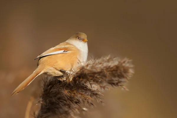 Bartmeisen ernähren sich von Schilf in Feuchtgebieten — Stockfoto