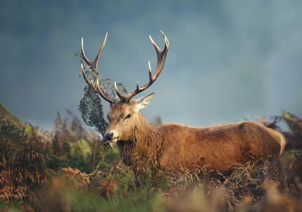 Veado vermelho durante a temporada de rutting em uma manhã de outono enevoada — Fotografia de Stock