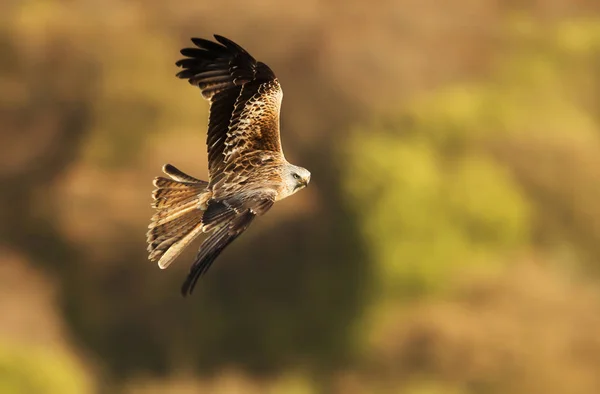 Närbild av en röd drake i flykten på landsbygden — Stockfoto