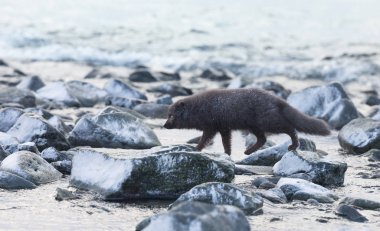 Arctic fox crossing sea water by walking on stones in winter clipart
