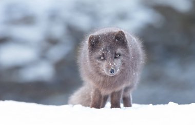 Close up of an Arctic fox in winter clipart