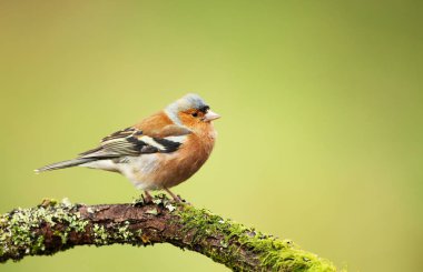Common chaffinch perching on a mossy tree branch clipart