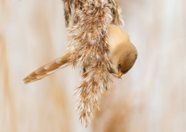 Sakallı baştankara tohumları reed yatakta besleme