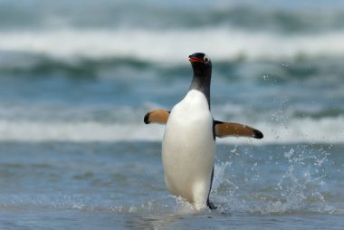Gentoo Penguen fırtına sularında kıyıya geliyor