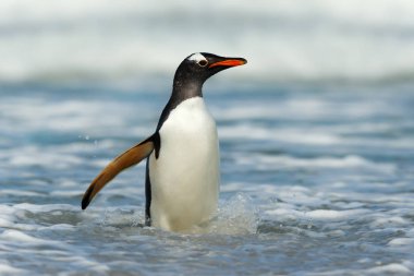 Gentoo Penguen fırtına sularında kıyıya geliyor