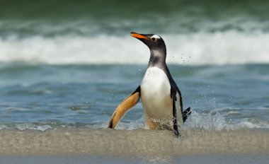 Gentoo Penguen fırtına sularında kıyıya geliyor