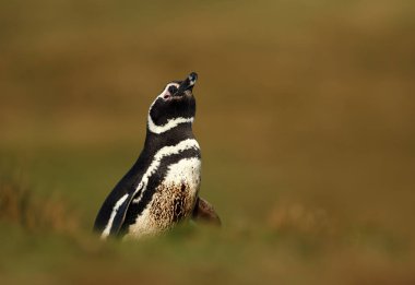 Güneşli bir öğleden sonra çimenlerde duran macellan pengueni
