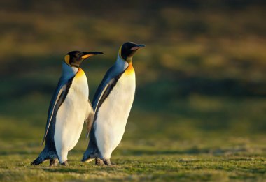 Çimenler üzerinde yürüyen iki Kral penguenin yakın çekim