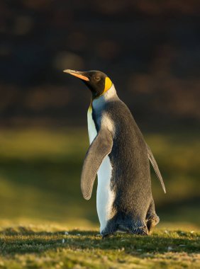 Çimenler üzerinde yürüyen bir Kral penguenyakın