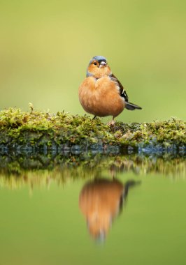 Gölet tarafından bir chaffinch yansıması